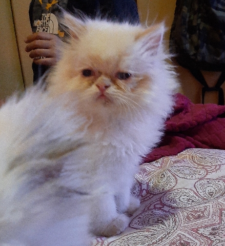 Persian (Modern) – persian kitten for sale