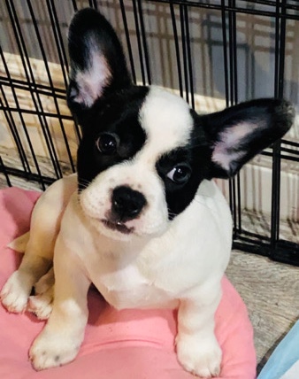petshome%2Fadverts%2FTrAz7qAku2Kzt827TlQM%2Fmain image