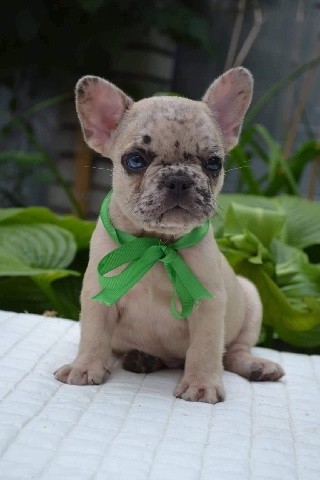 French Bulldog – French bulldog merle