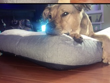 American Staffordshire Terrier – Sweetest Pal