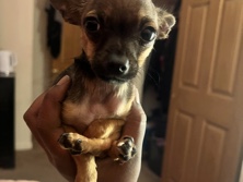 Chihuahua – chihuahua – Dayton