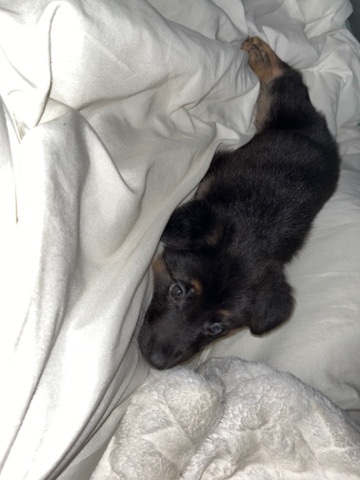 German Shepherd – German Shepard