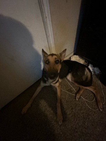 German Shepherd – German shepherd