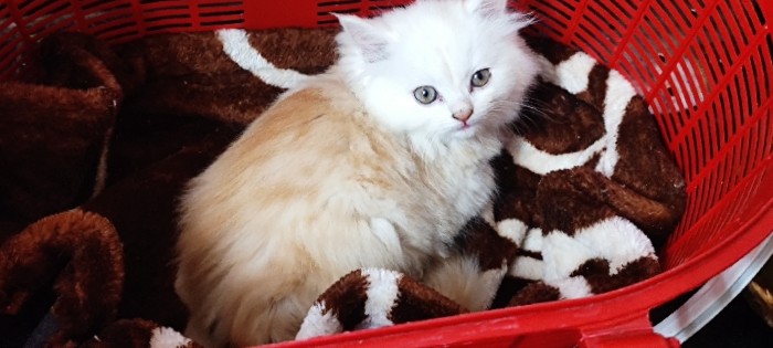 Persian (Modern) – percian cat