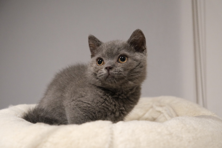 British Shorthair – GCCF register British Shorthair boy