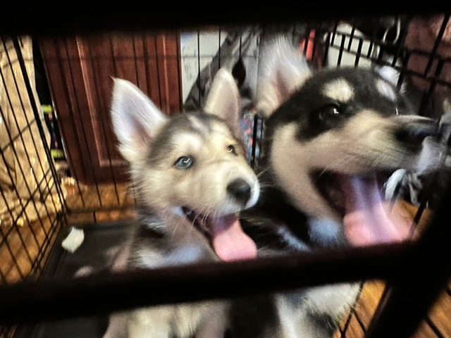 Siberian Husky – Adorable husky puppys🥹🥹🥹🥰🥰