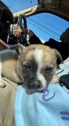 Puppy Need Home