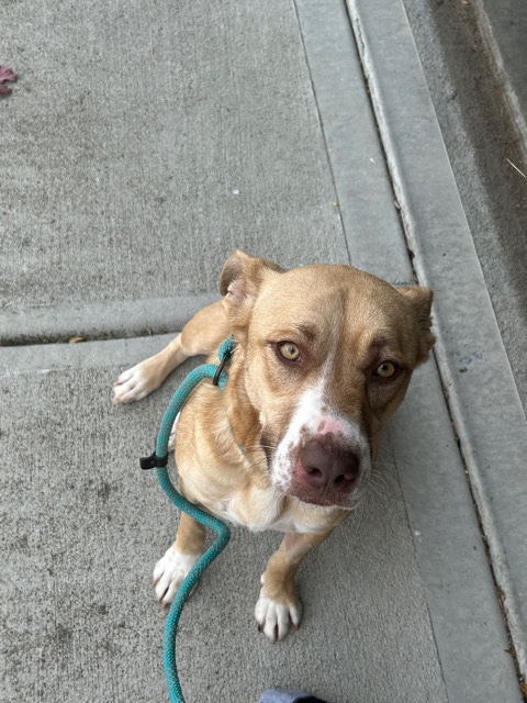 pet adoption