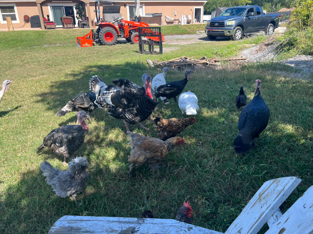 Any – chickens,turkeys and a rooster