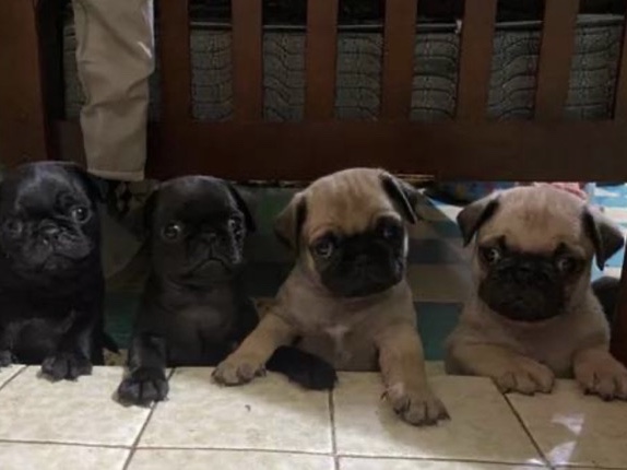 Adopt Pug pug puppies adoption in Mesa, AZ, United States