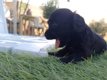 Coker spaniel – Dubai