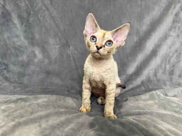 Arina  Blue Point Tabby Devon Rex Girl