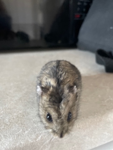 Any – dwarf hamster