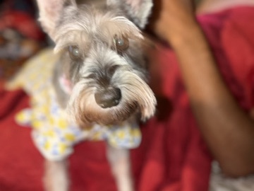 Standard Schnauzer – She schnauzer – Leesburg