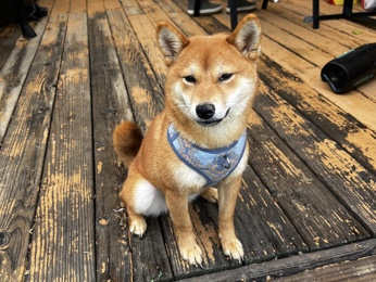 Shiba Inu – Rehome 7mo F Shiba Inu – Colorado Springs