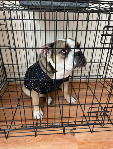 Female English Bulldog