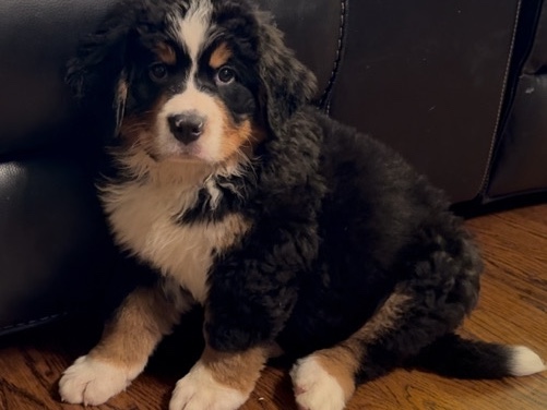 Bernese Mountain dog puppies