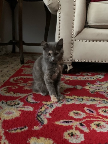 Colorpoint Shorthair – Cat for sale