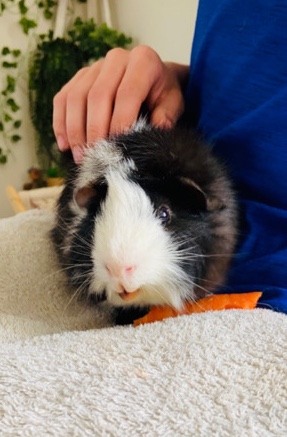 Guinea pig