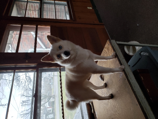 Pompsky for sell