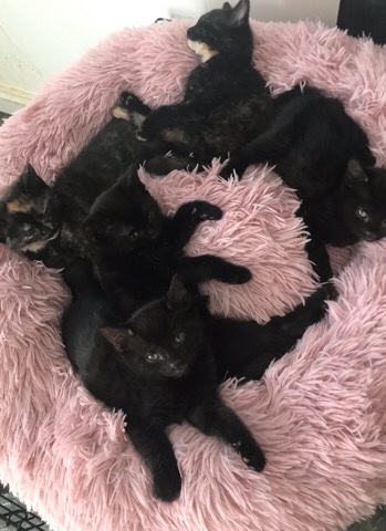 kittens
