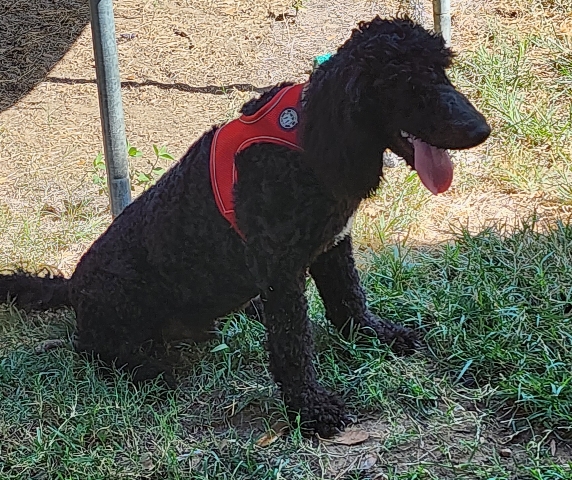 Golden Doodle ReHome