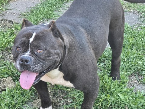 American Pit Bull Terrier – 2 Dogs for sale – Stockton