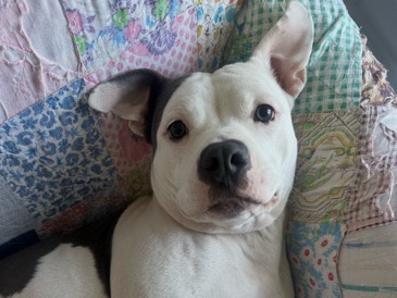 American Pit Bull Terrier – Loving Pittie – Cincinnati