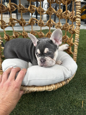 French Bulldog – French Bulldog