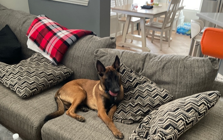 dog