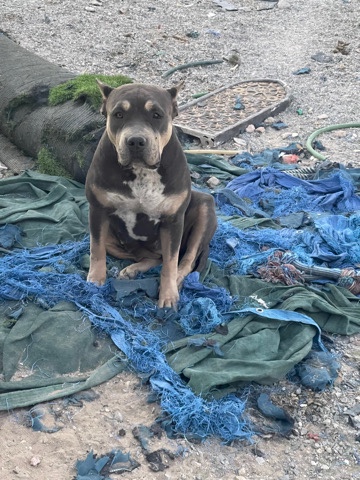 XL American Bully Female