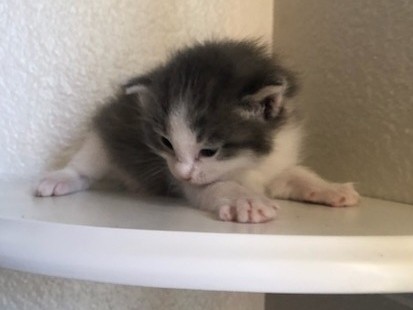 Siamese – kittens – Lancaster