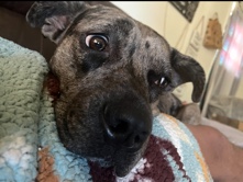 Catahoula Cur – Catahoula mix looking for her forever home – Greenbelt