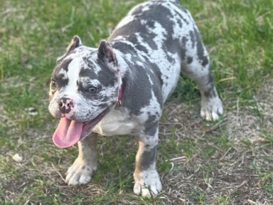 Bull Terrier (Miniature) – Merle Pocketbully – Minneapolis