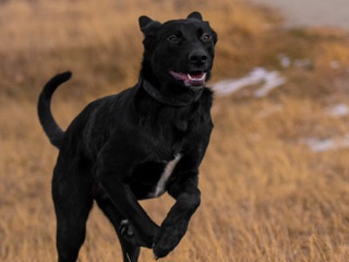 Labrador Retriever – Friendly 1-Year-Old Labrador Retriever for Rehoming in Big Timber – Big Timber