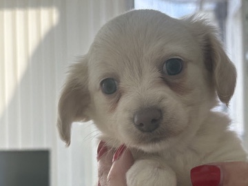 chiweenie (long haired mini dachshund x long haired chihuahua)
