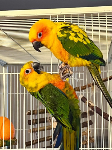 Conures – for sell two Conures Sun and Jenday