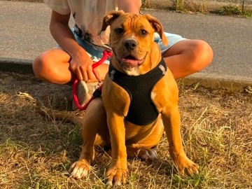 Olde English Bulldogge – Old English bulldog – Puidoux