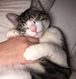 American Shorthair – Kai