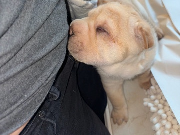 Shar Pei – Chinese Shar Pei – Fort Worth