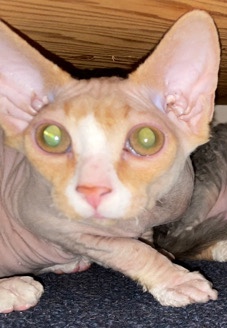 Sphynx – Rio( 1 year old Sphynx cat)