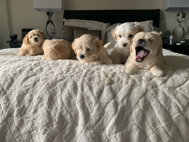 Poodle – maltipoo puppies