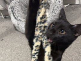 American Shorthair - Ash  available for adoption in Croydon