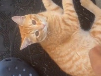 Russian White, Black and Tabby – Russian White, Black and Tabby Kittens for Sale – Elm City – Elm City