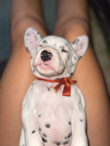 Dalmatian – Dalmatian puppies