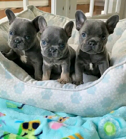 French Bulldog – puppies for sale in USA