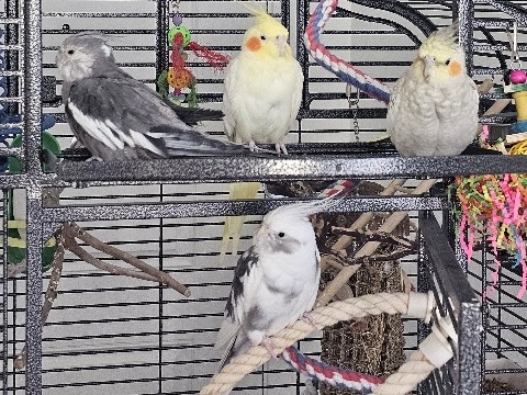 Cockatiel – Removing 4 Cockatiels – Shafter