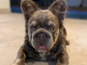 French Bulldog – vendo – Miami