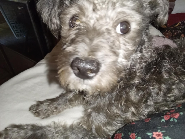 Poodle – Rare Silver Multi Poo Hypoallergenic No Shedding dog – San Diego