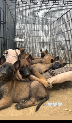 Belgian Shepherd Dog (Malinois) – Belgian Malinois